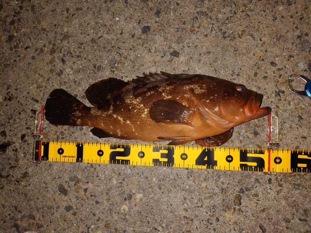 アコウ（カラー魚拓）元画像